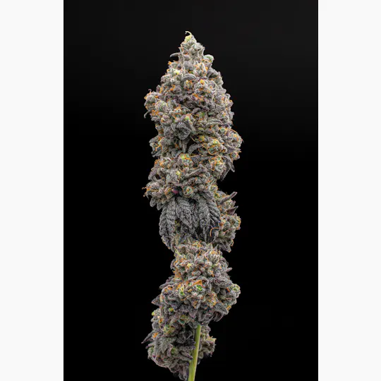 Green Dynasty - Green Dynasty | OG1 Kenobi | Joint | 1g - 1