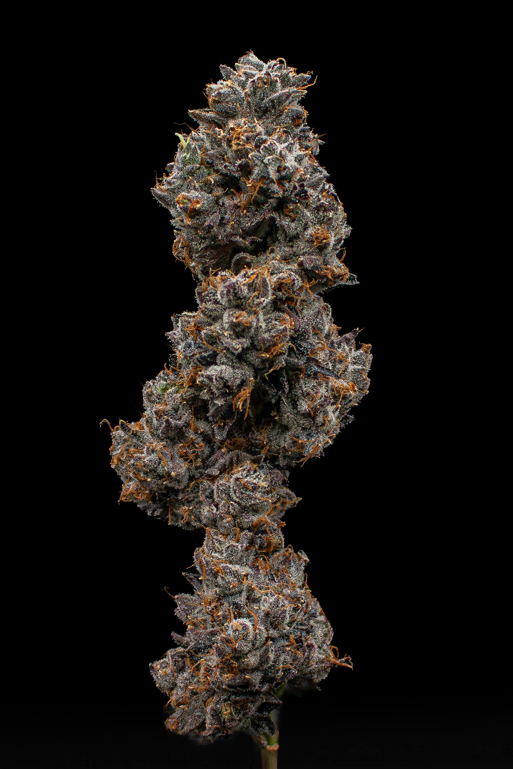 Green Dynasty - Green Dynasty | Pistachio Runtz | Joint | 1g - 1