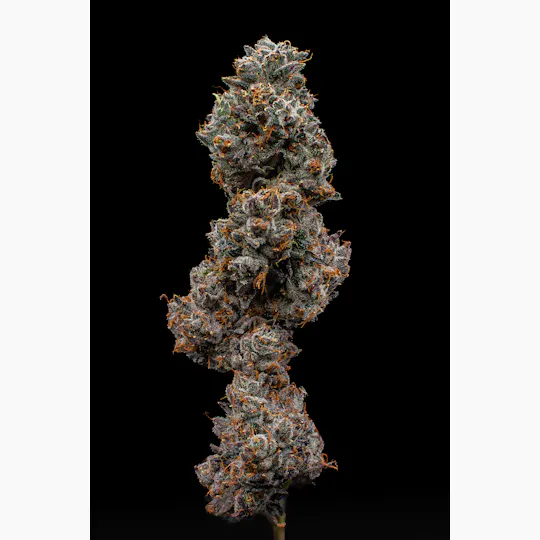 Green Dynasty - Green Dynasty | Pistachio Runtz | Joint | 1g - 1
