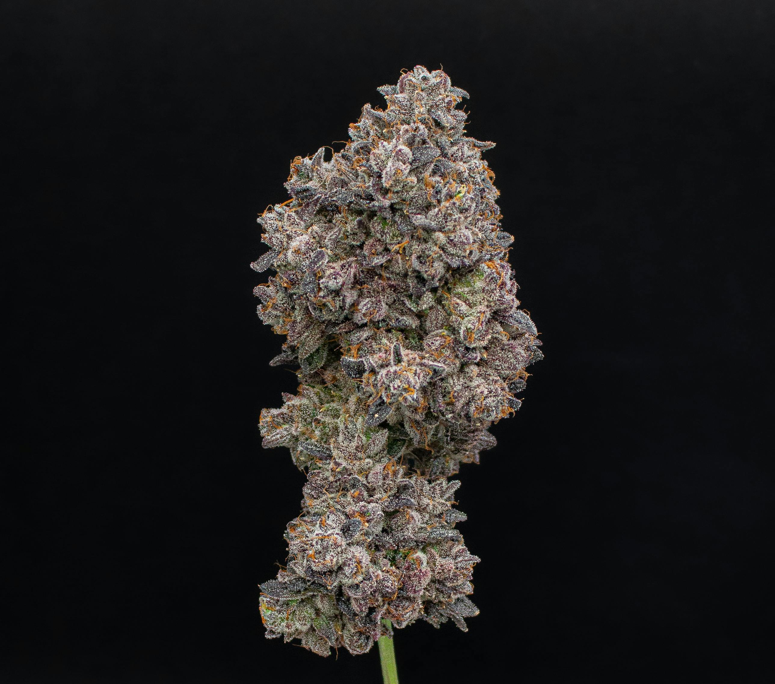 Green Dynasty - Green Dynasty | LA Pop Rockz | Joint | 1g - 1
