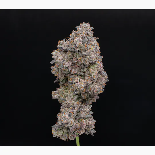 Green Dynasty - Green Dynasty | LA Pop Rockz | Joint | 1g - 1