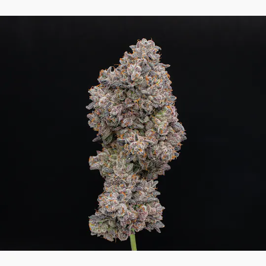 Green Dynasty - Green Dynasty | LA Pop Rockz | Infused Joints | 0.5g each | 3pk - 1