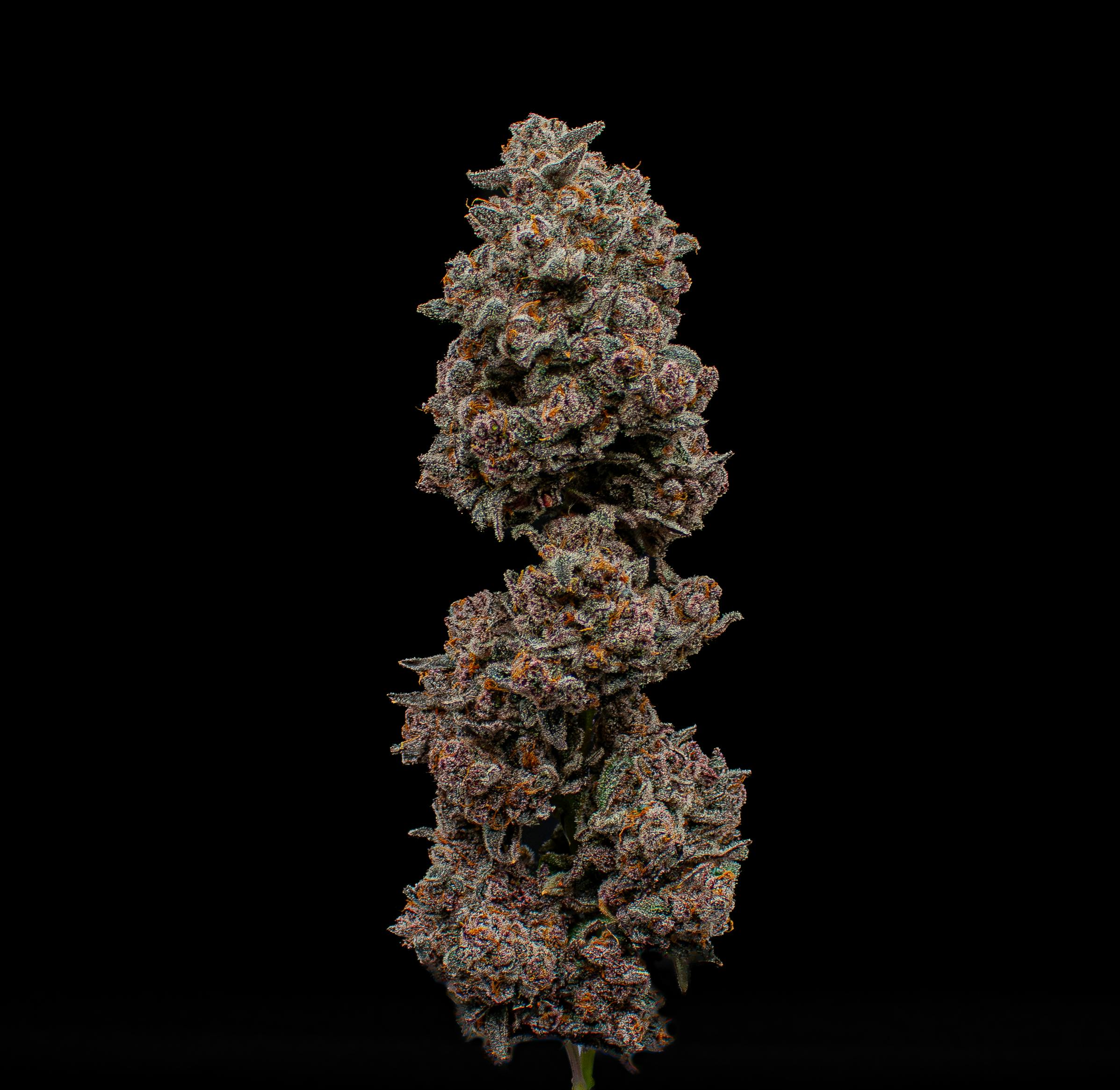 Green Dynasty - Green Dynasty | Frozen Joker | Joints | 0.5g each | 20pk - 1