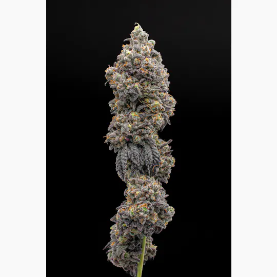 Green Dynasty - Green Dynasty | OG1 Kenobi | Joints | 1g each | 10pk - 1