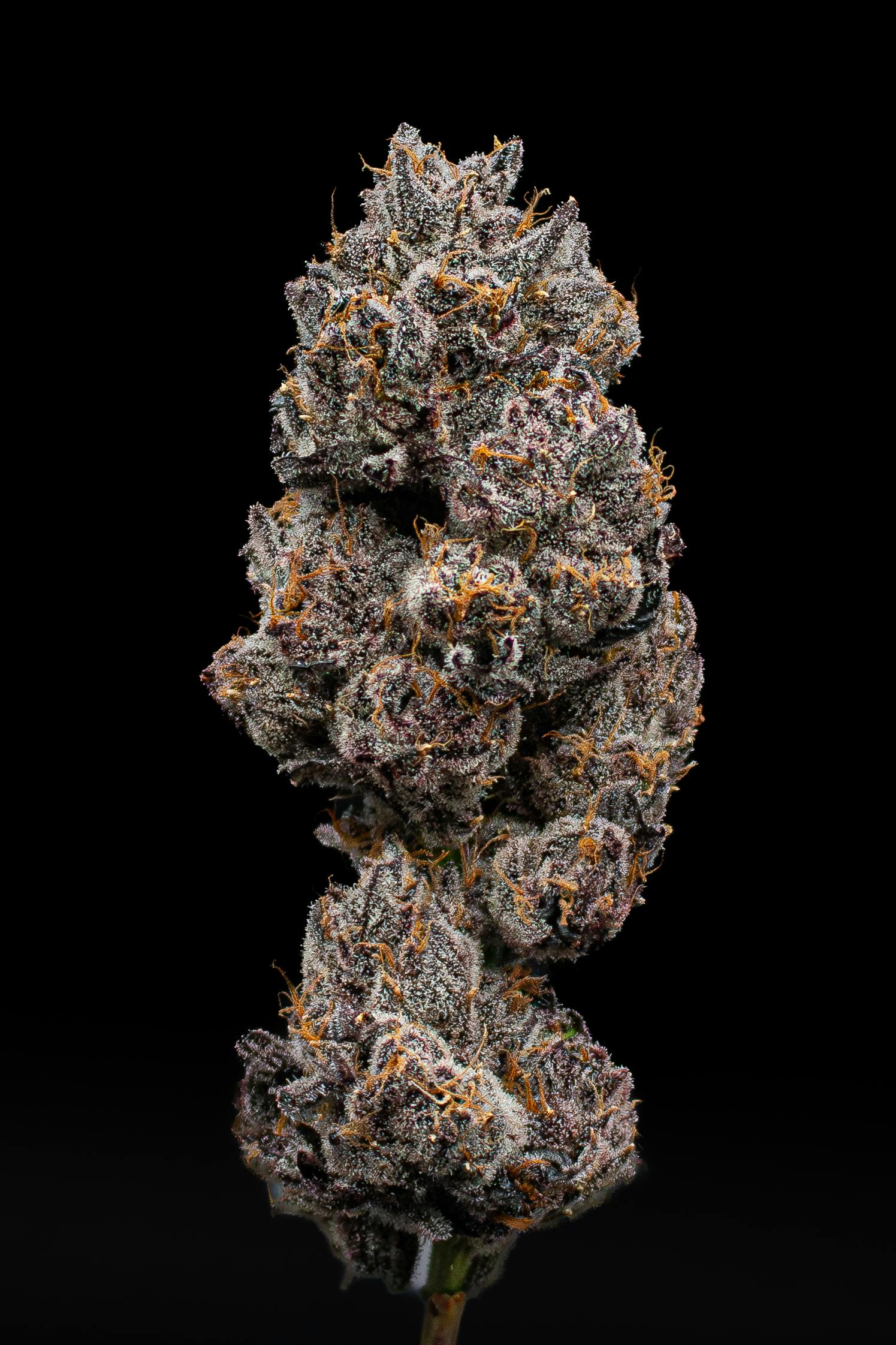 Green Dynasty - Green Dynasty | Lemon Cherry Delight | Infused Joint | 1g - 1