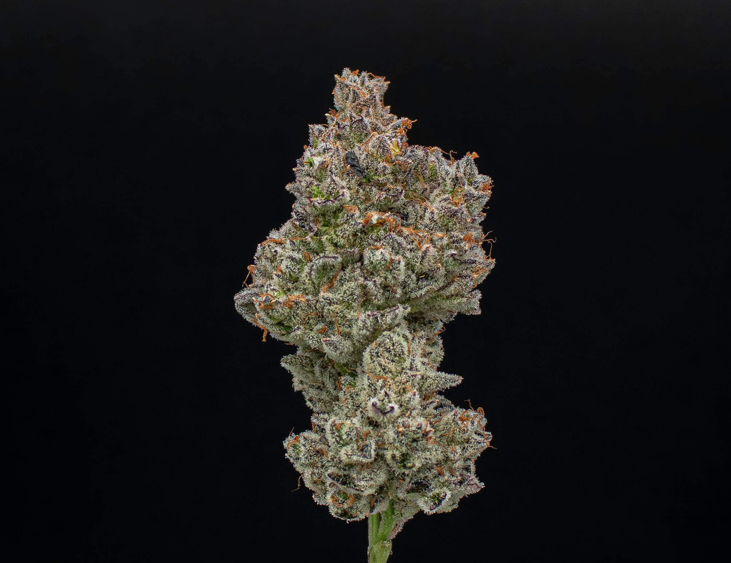 Green Dynasty - Green Dynasty | Dr. Sleep | Joint | 1g - 1