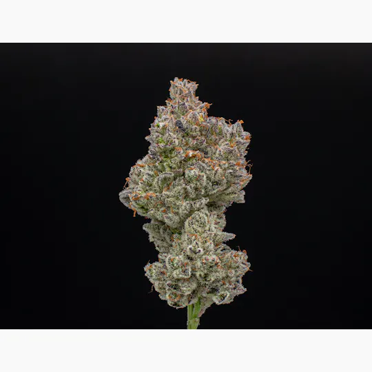 Green Dynasty - Green Dynasty | Dr. Sleep | Joint | 1g - 1