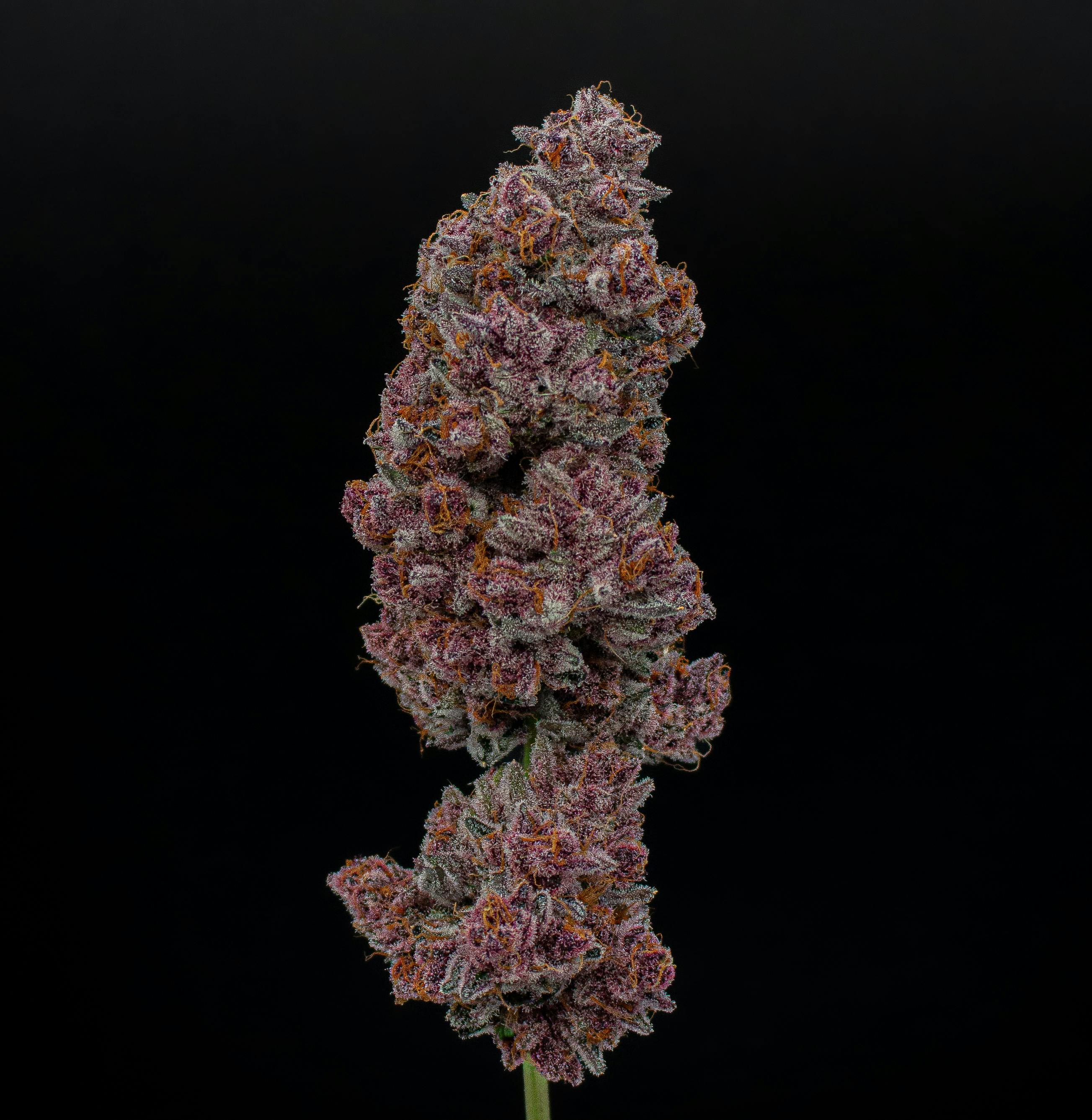 Green Dynasty - Green Dynasty | Tropicana Cherry | Joints | 0.5g each | 20pk - 1