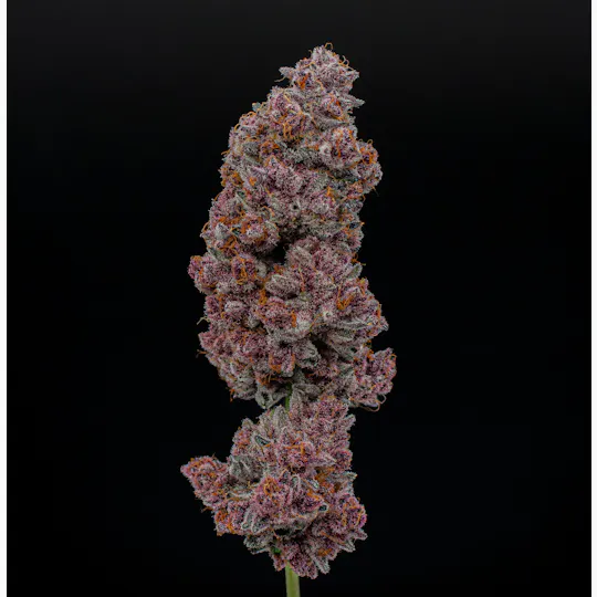 Green Dynasty - Green Dynasty | Tropicana Cherry | Joints | 0.5g each | 20pk - 1