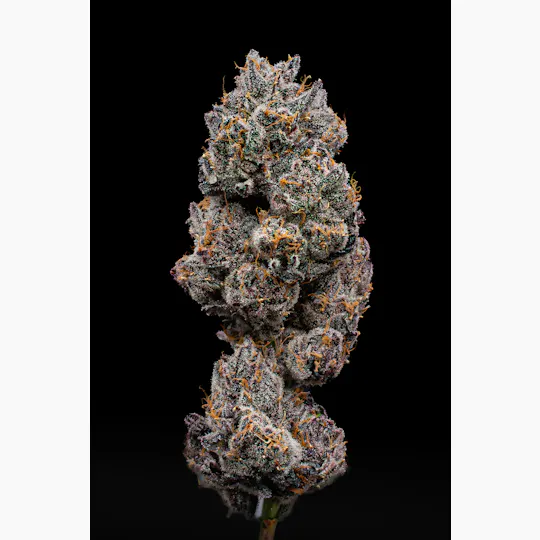 Green Dynasty - Green Dynasty | Lemon Cherry Delight | Joints | 1g each | 10pk - 1