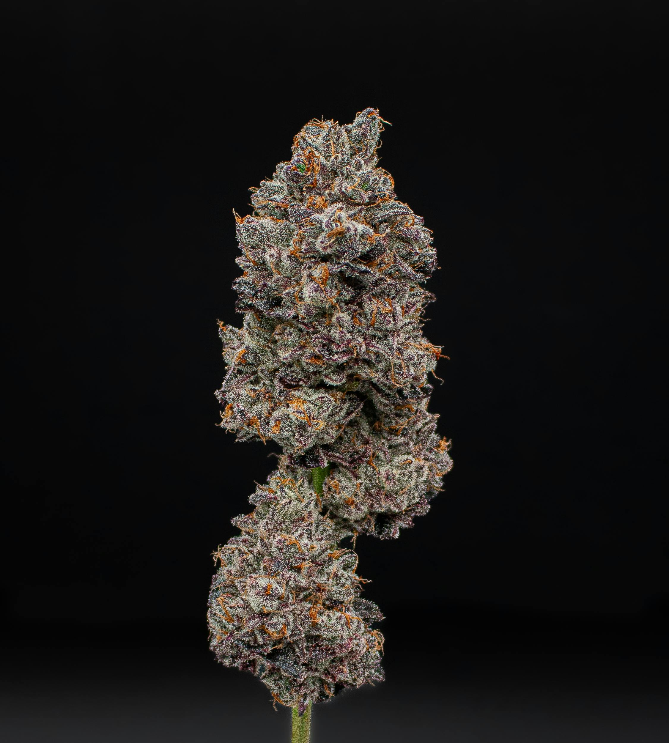 Green Dynasty - Green Dynasty | Garlic Icing | Joints | 0.5g each | 20pk - 1