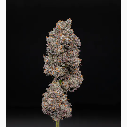 Green Dynasty - Green Dynasty | Garlic Icing | Joints | 0.5g each | 20pk - 1