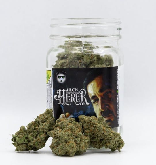 Phat Panda - Jack Herer | Big Buds | 14g - 1
