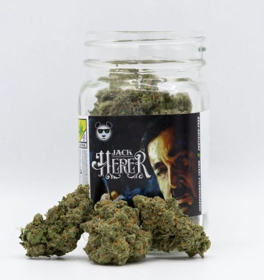 Phat Panda - Phat Panda | Jack Herer | Big Buds | 7g - 1