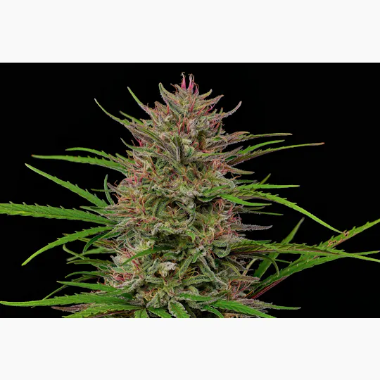 Farm Cut - Farm Cut | Pink Boost Goddess | Big Buds | 7.5g - 1