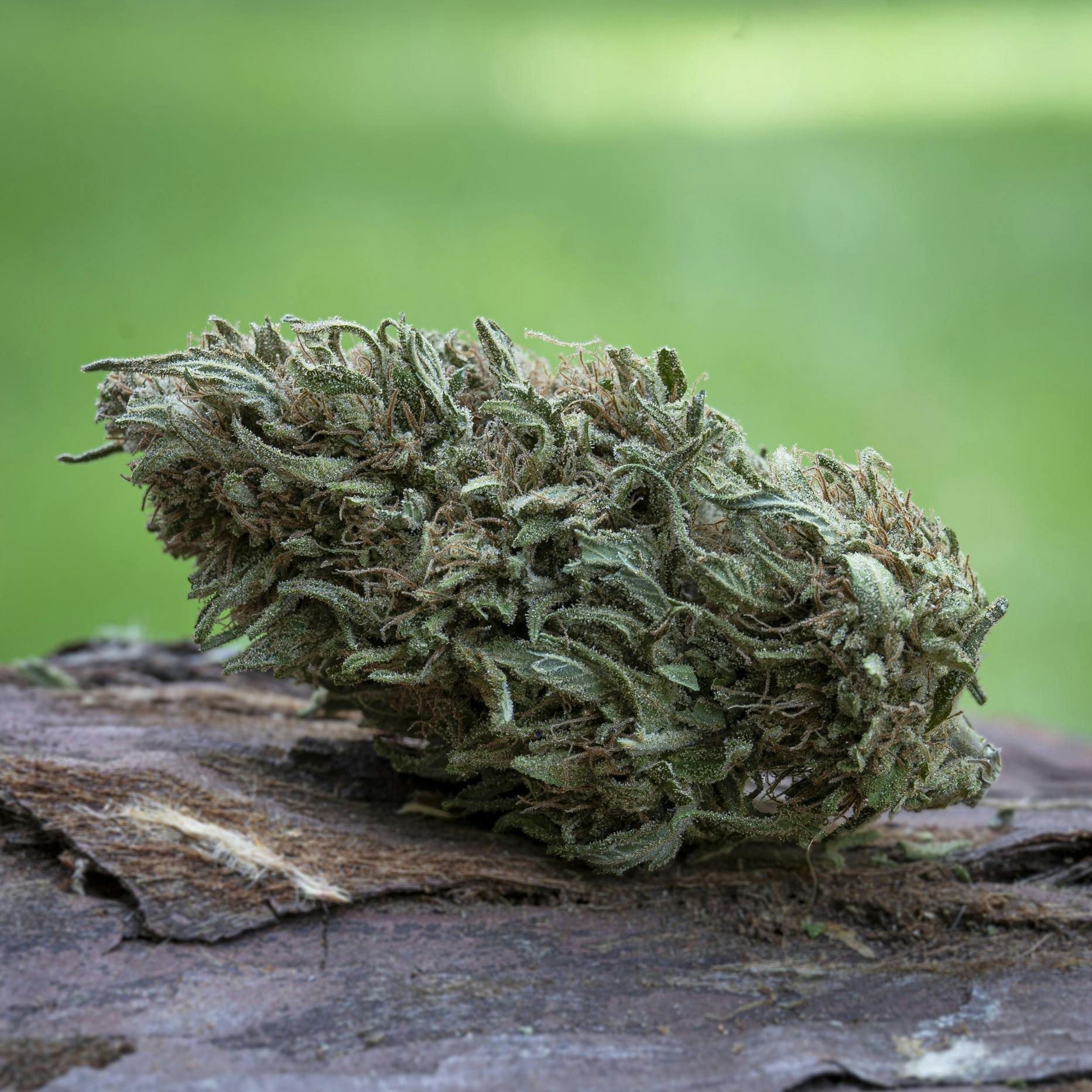 Farm Cut - Farm Cut | Emerald Spirit Botanicals | Royal Blueberry | Flower | 7.5g - 1