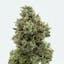 Stella's Farm - Stella's Farm | Birthday Cake | Big Buds | 3.5g - 1