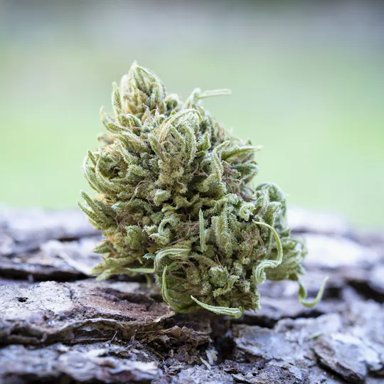 Farm Cut - Farm Cut | Emerald Spirit Botanicals | Harmony Rose | Flower | 7.5g - 1