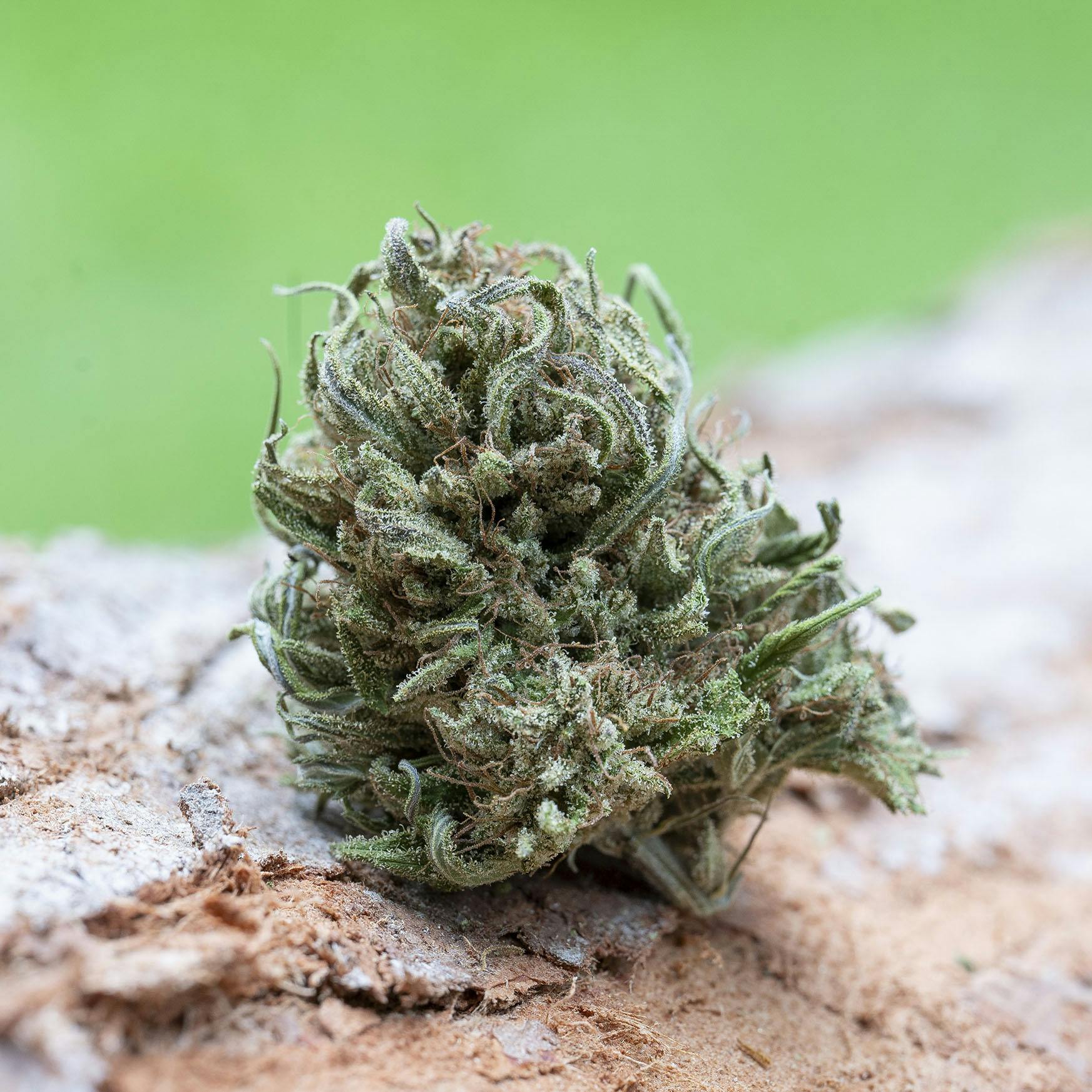 Farm Cut - Farm Cut | Emerald Spirit Botanicals | Rose Queen | Flower | 7.5g - 1