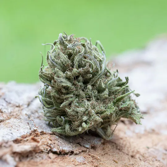Farm Cut - Farm Cut x Emerald Spirit Botanicals | Rose Queen | Big Buds | 7.5g - 1