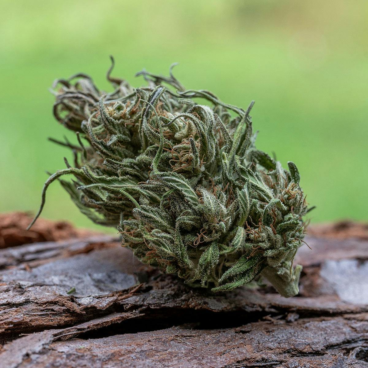 Farm Cut - Farm Cut | Emerald Spirit Botanicals | Emerald CBG| Flower | 7.5g - 1