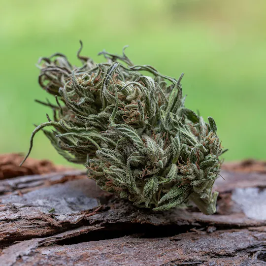 Farm Cut - Farm Cut | Emerald Spirit Botanicals | Emerald CBG| Flower | 7.5g - 1