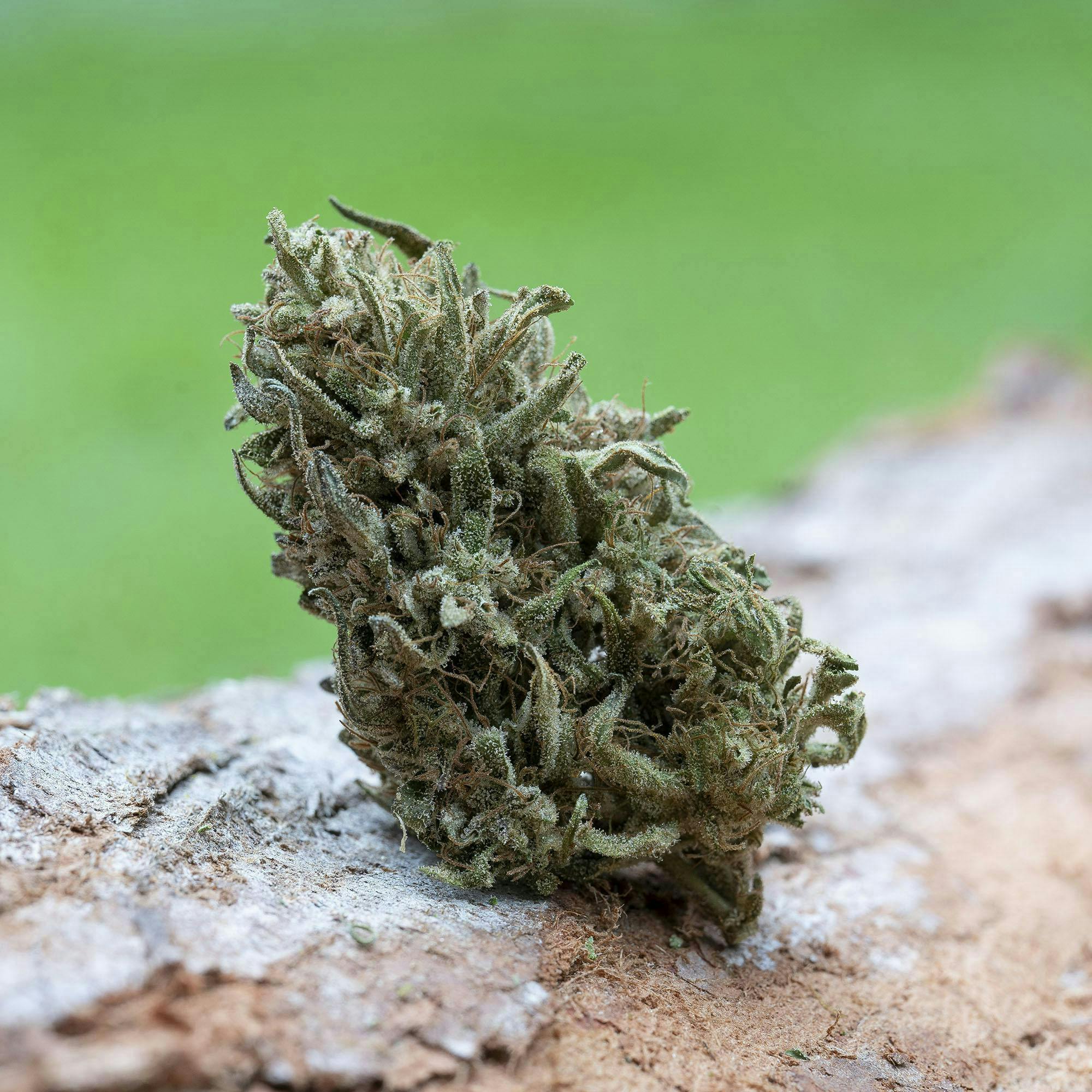 Farm Cut - Farm Cut x Emerald Spirit Botanicals | Four Directions | Big Buds | 7.5g - 1
