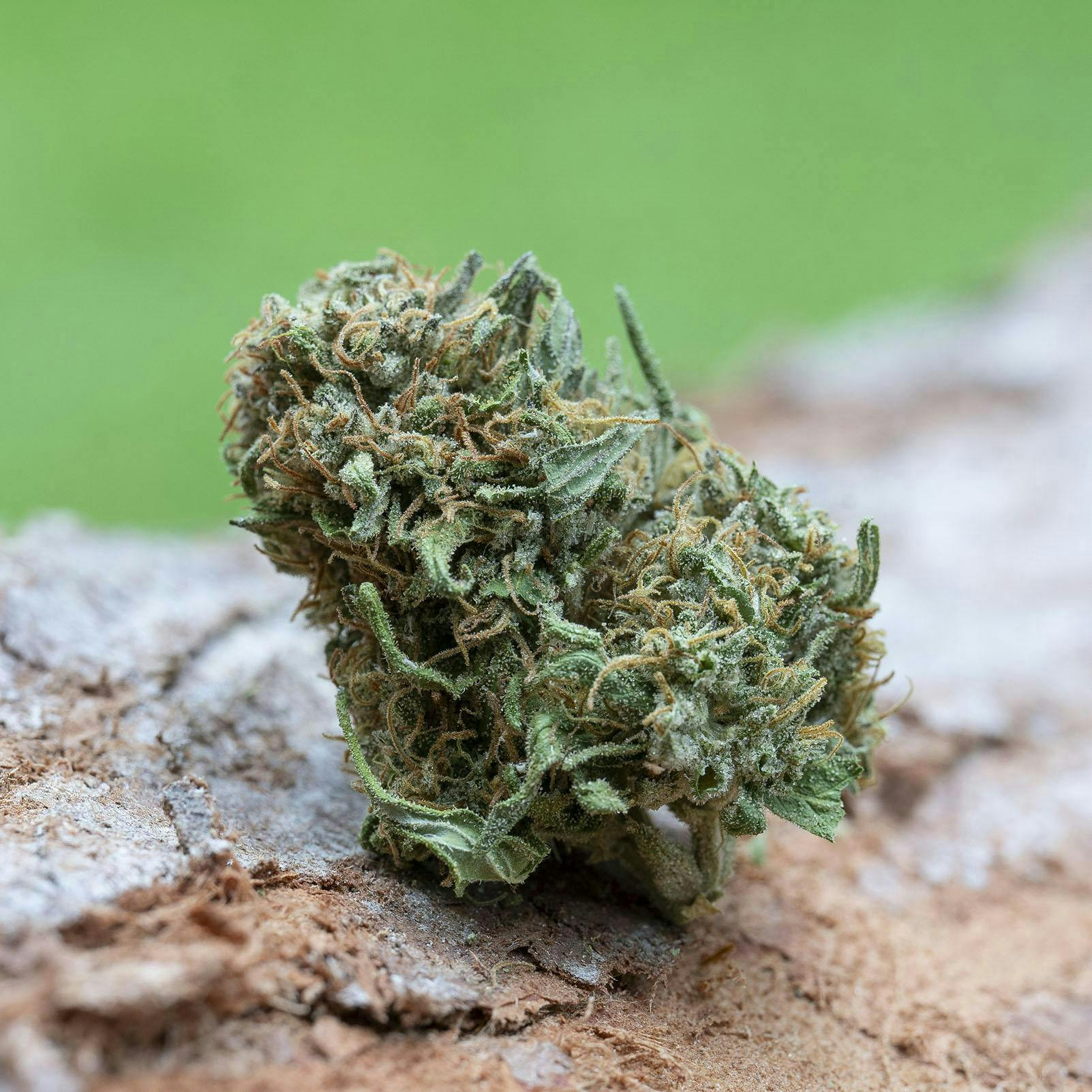 Farm Cut - Farm Cut x Emerald Spirit Botanicals | Trilogy | Big Buds | 7.5g - 1