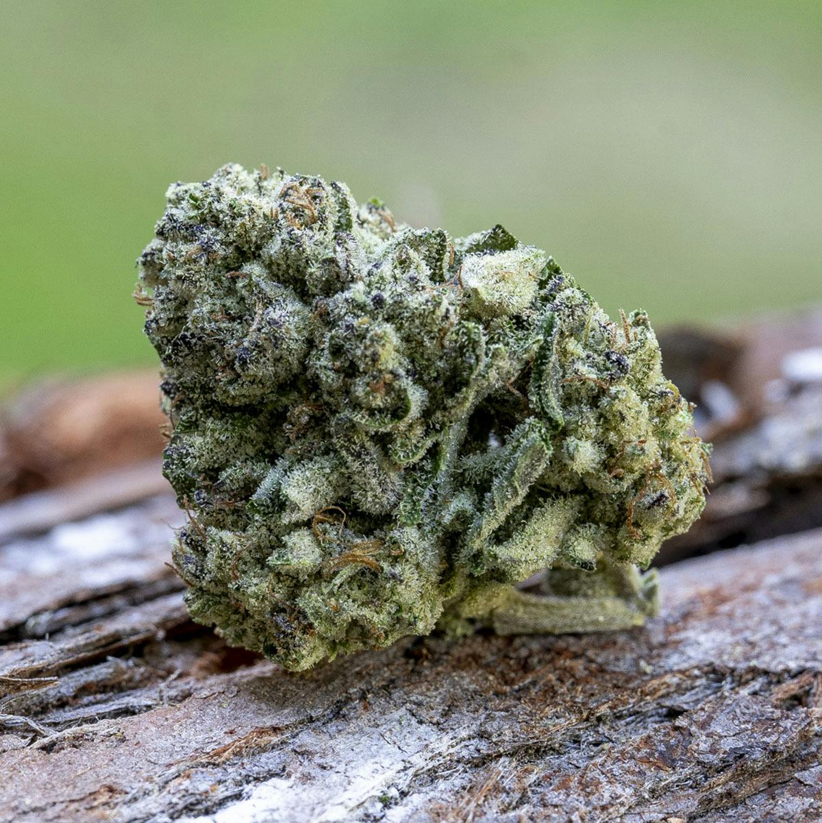 Farm Cut - Farm Cut | Happy Day Farms | Purple Cream | Flower | 7.5g - 1