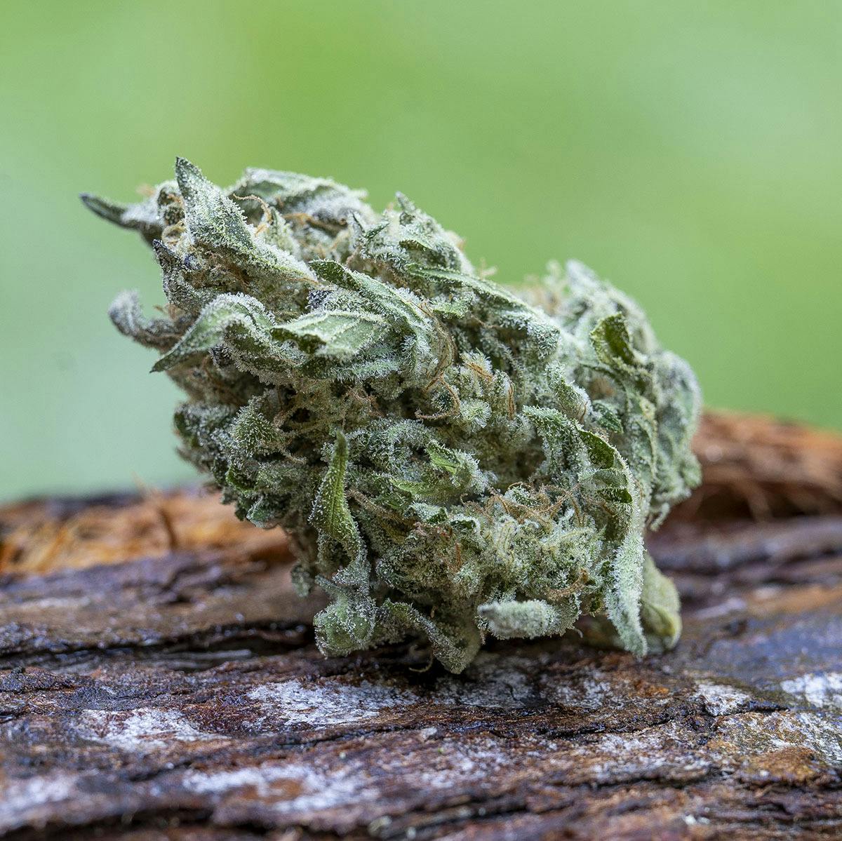 Farm Cut - Farm Cut | Happy Day Farms | Whipped Strawberries | Flower | 7.5g - 1