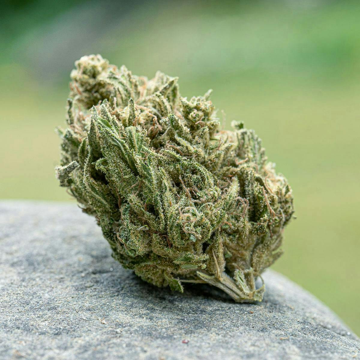 Farm Cut - Farm Cut x Happy Day Farms | Candied Bacon | Big Buds | 7.5g - 1