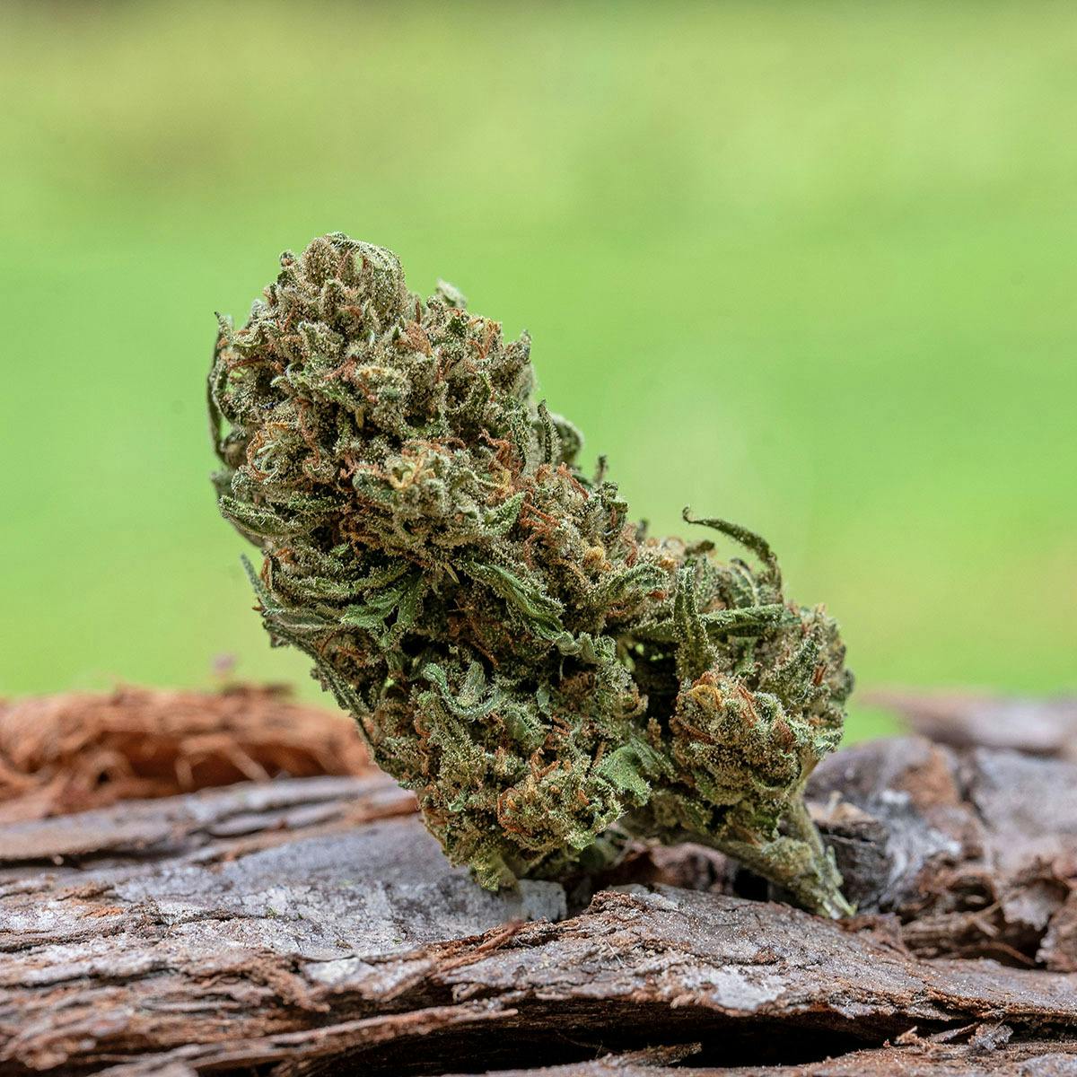 Farm Cut - Farm Cut | Whitethorn Valley Farm | Jack Herer | Flower | 7.5g - 1