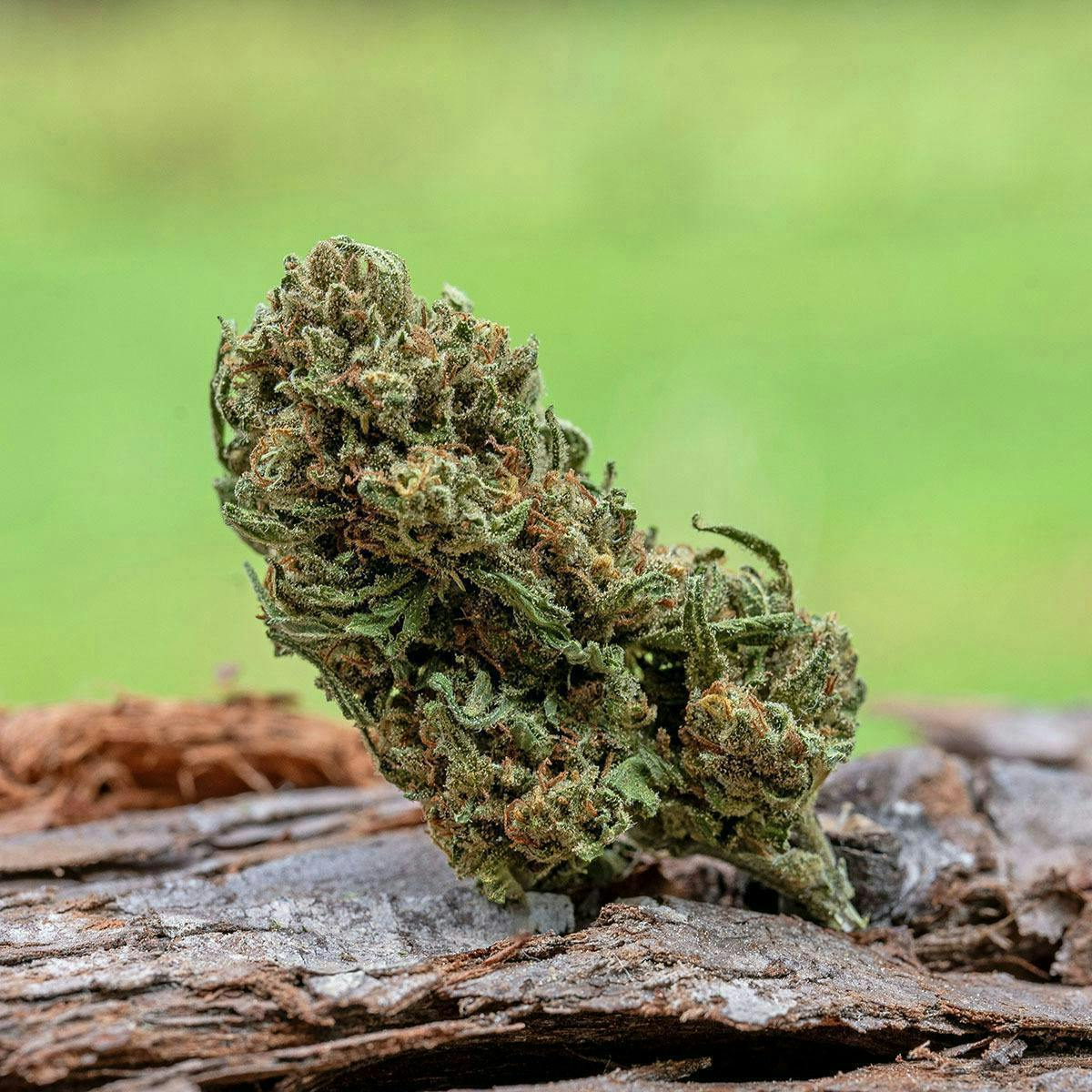 Farm Cut - Farm Cut x Whitethorn Valley Farm | Jack Herer | Big Buds | 7.5g - 1