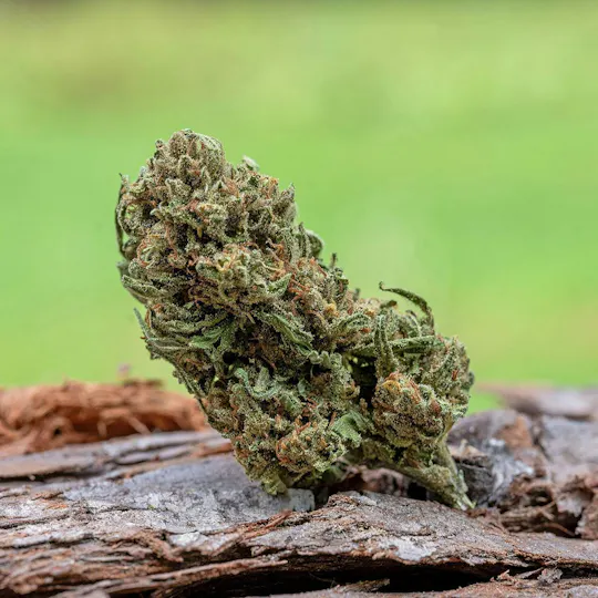 Farm Cut - Farm Cut x Whitethorn Valley Farm | Jack Herer | Big Buds | 7.5g - 1
