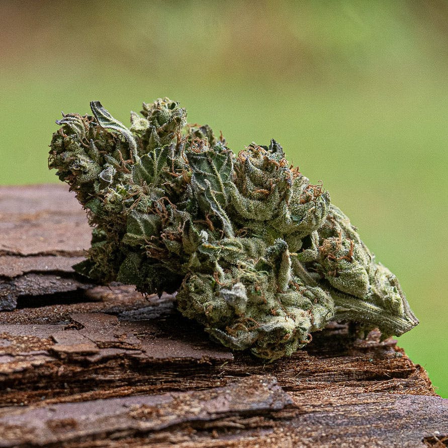 Farm Cut - Farm Cut | Whitethorn Valley Farm | Lemon Cherry Sherbert | Flower | 7.5g - 1