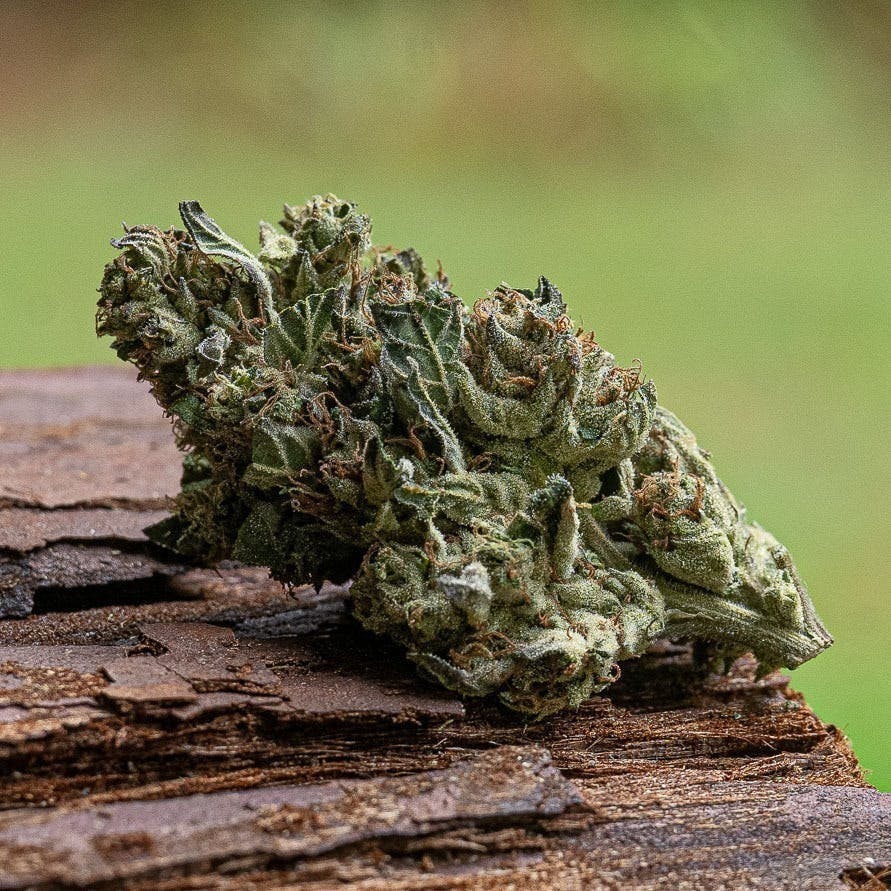 Farm Cut - Farm Cut x Whitethorn Valley Farm | Lemon Cherry Sherbert | Big Buds | 7.5g - 1