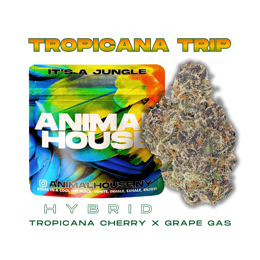 Animal House - Animal House | Tropicana Trip | Big Buds | 3.5g - 1