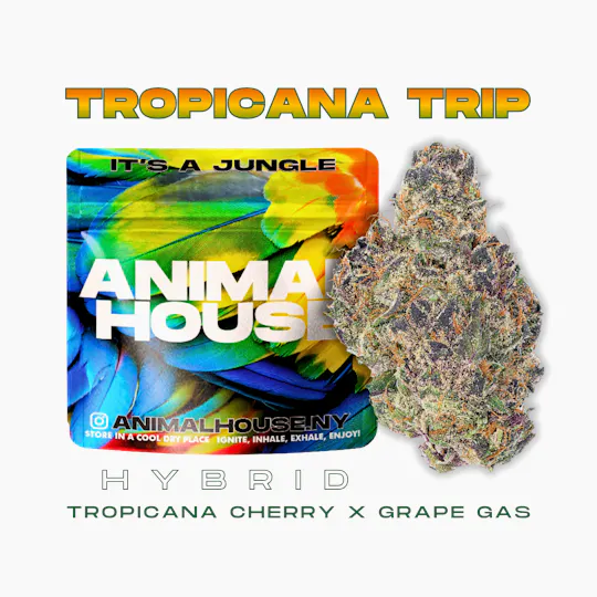 Animal House - Animal House | Tropicana Trip | Big Buds | 3.5g - 1
