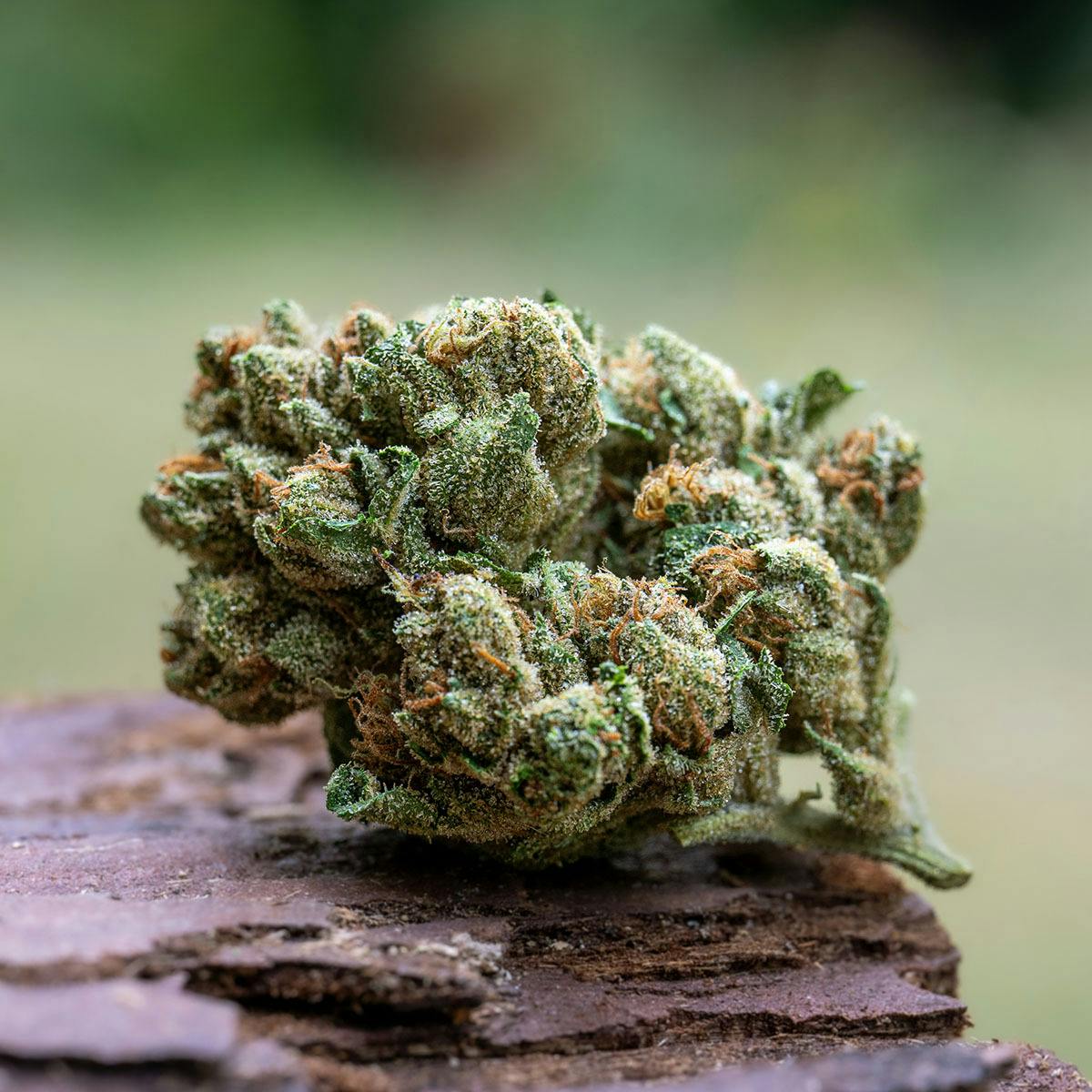 Farm Cut - Farm Cut | Down OM Farms | OG | Flower | 7.5g - 1