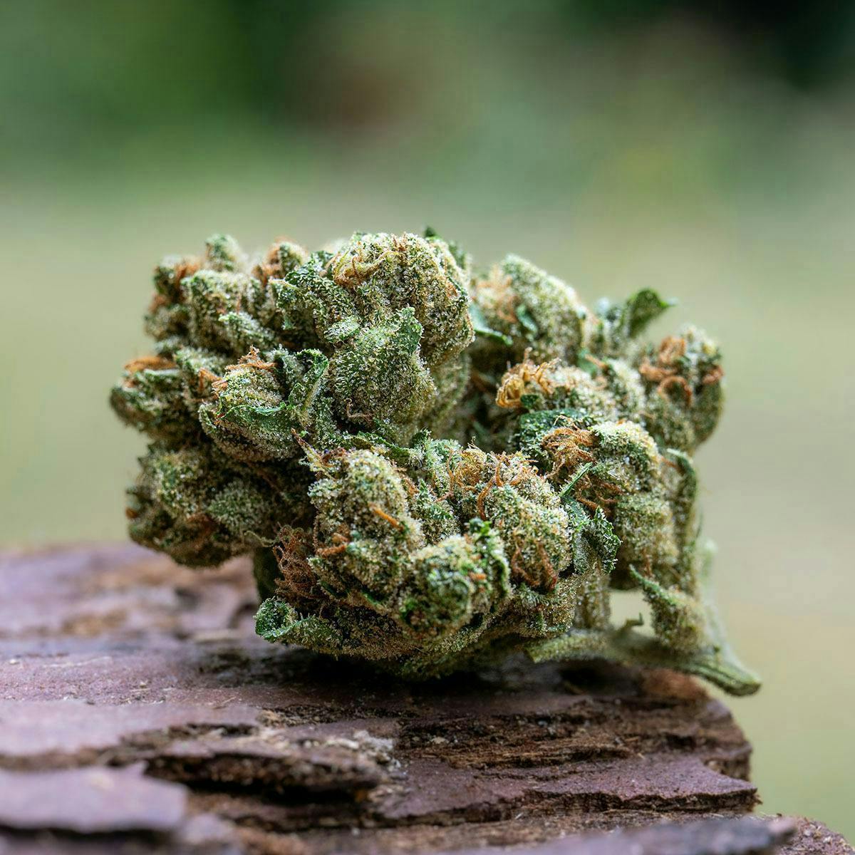 Farm Cut - Farm Cut x Down OM Farms | OG | Big Buds | 7.5g - 1