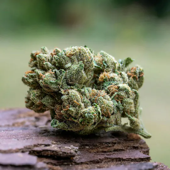 Farm Cut - Farm Cut x Down OM Farms | OG | Big Buds | 7.5g - 1