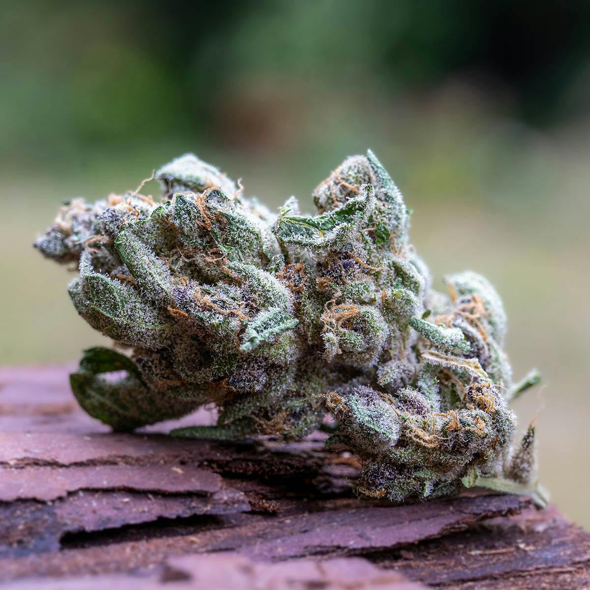 Farm Cut - Farm Cut | Down OM Farms | Superboof | Flower | 7.5g - 1