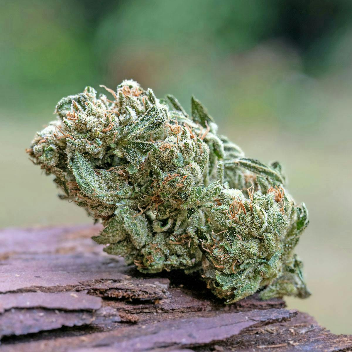 Farm Cut - Farm Cut x Down OM Farms | Chem D | Big Buds | 7.5g - 1