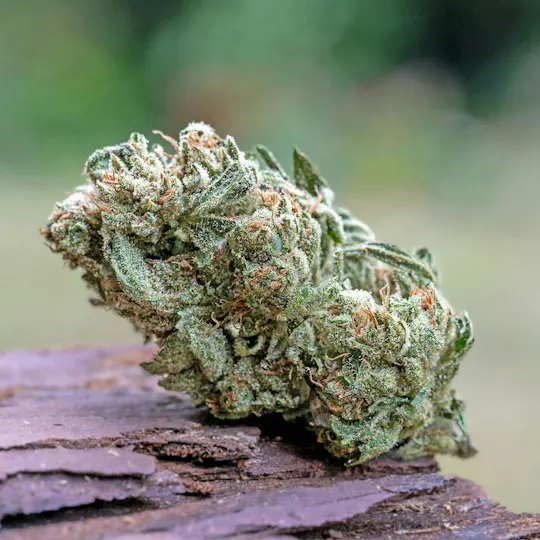 Farm Cut - Farm Cut x Down OM Farms | Chem D | Big Buds | 7.5g - 1