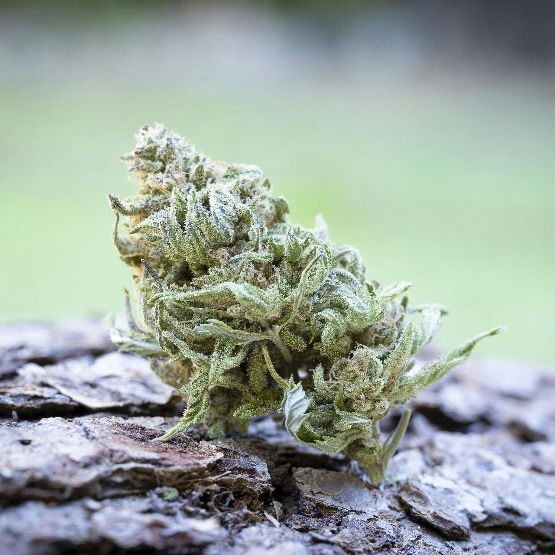 Farm Cut - Farm Cut | Briceland Forest Farm | Blueberry Muffin | Flower | 7.5g - 1