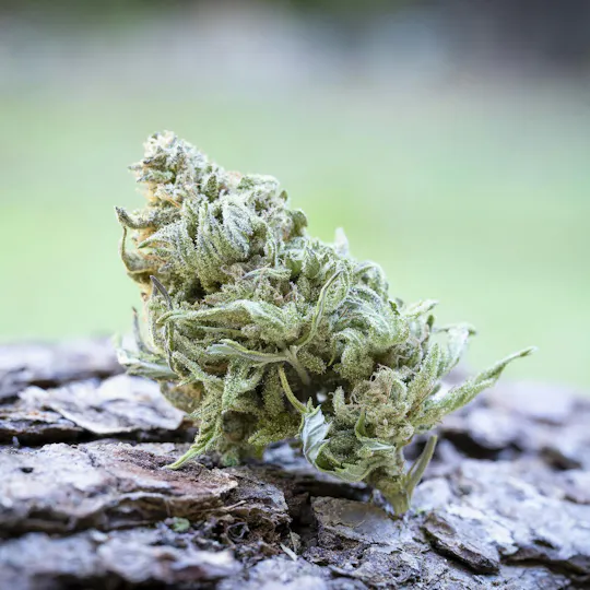 Farm Cut - Farm Cut x Briceland Forest Farm | Blueberry Muffin | Big Buds | 7.5g - 1