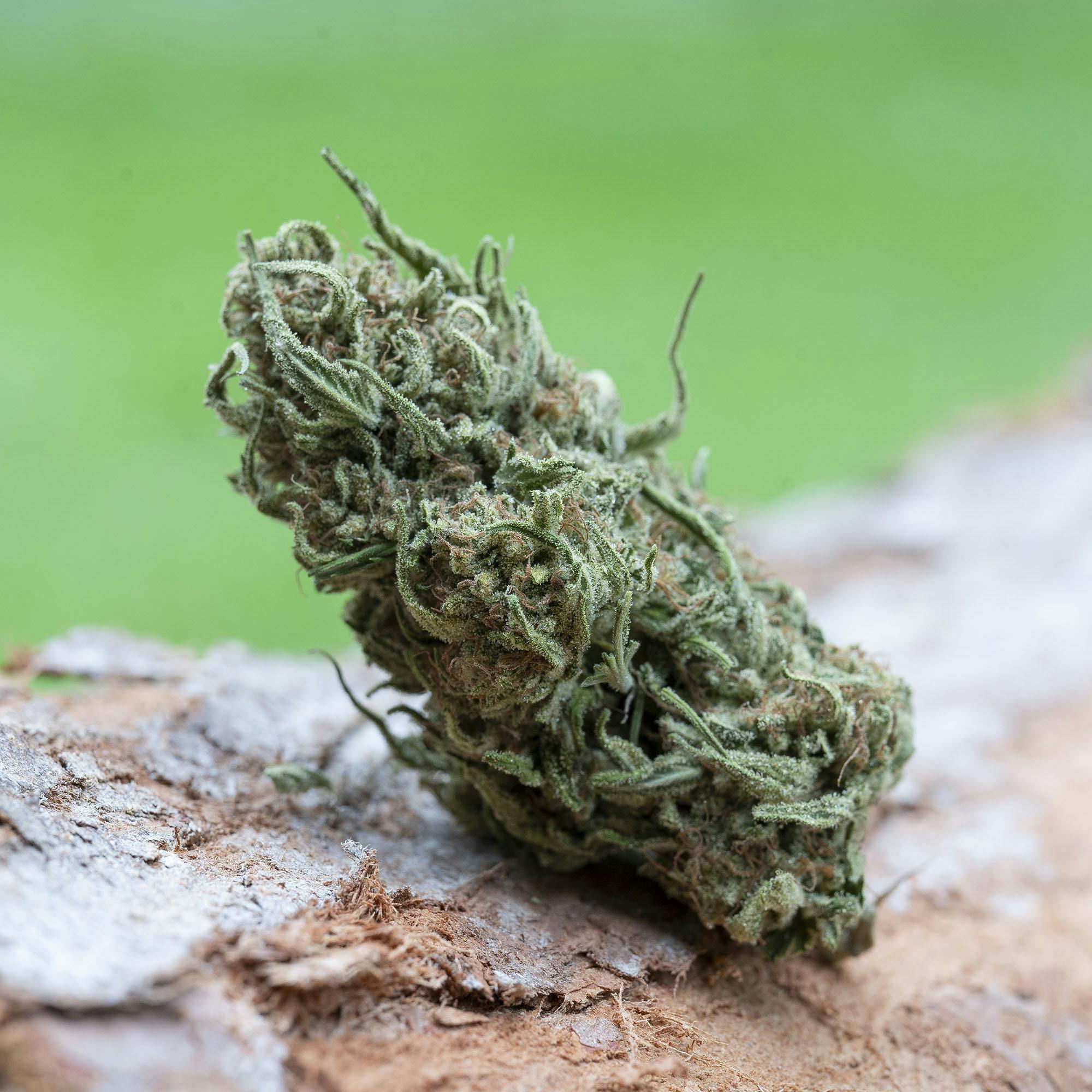 Farm Cut - Farm Cut | Briceland Forest Farm | Blue Skunk | Flower | 7.5g - 1
