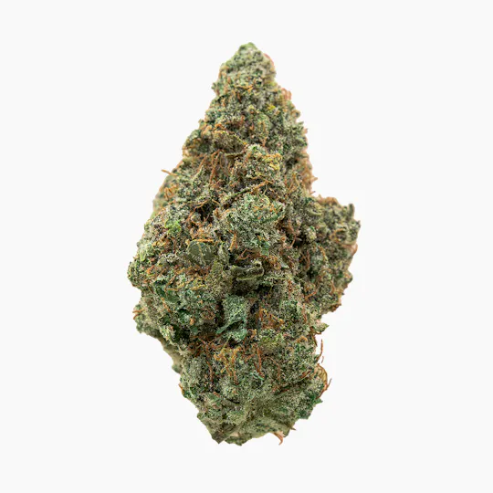 Society C - Society C | Headband | Smalls | 28g - 1