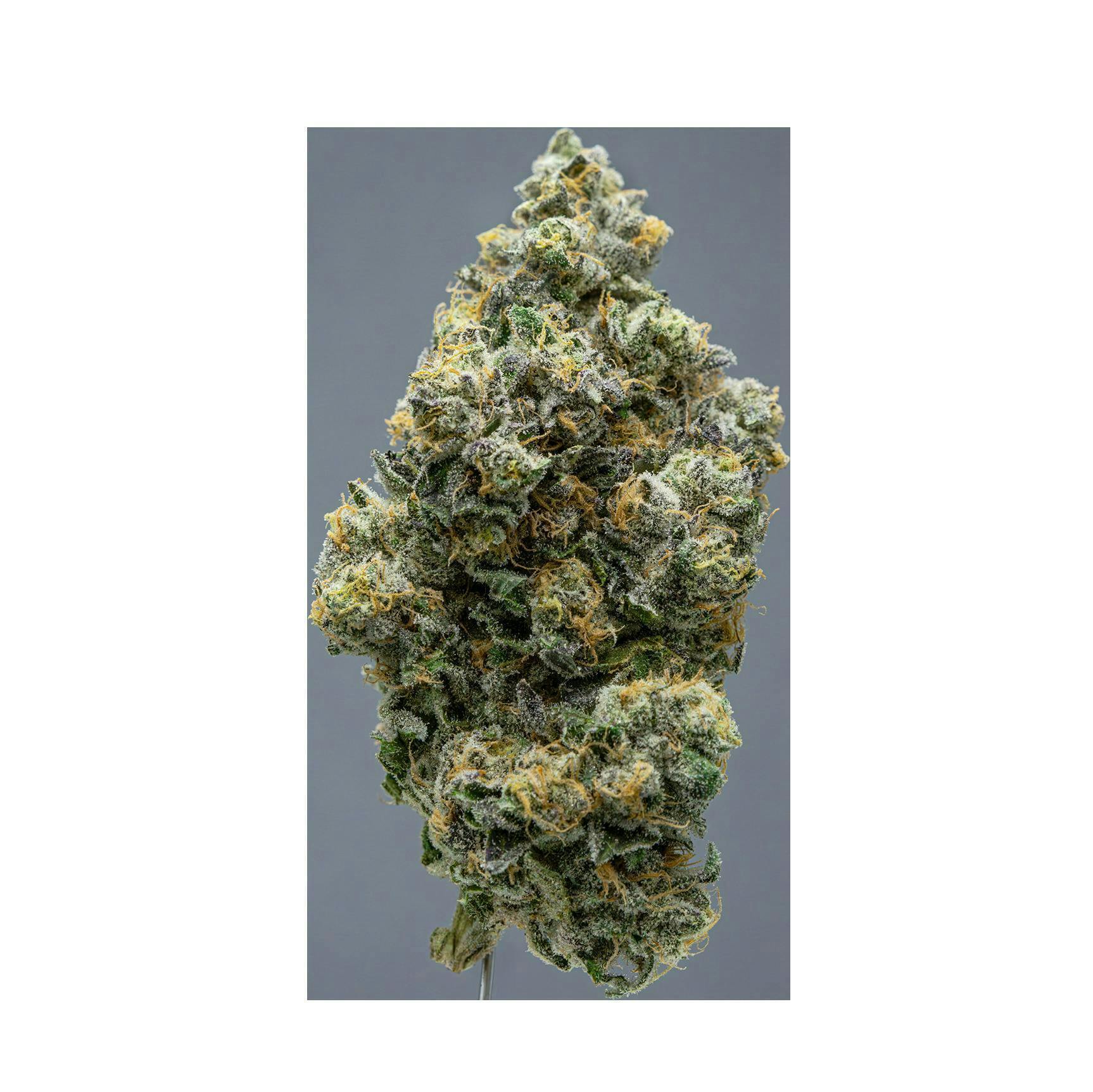 Society C - Society C | L.A. Purple Pop Rocks | Big Buds | 1g - 1
