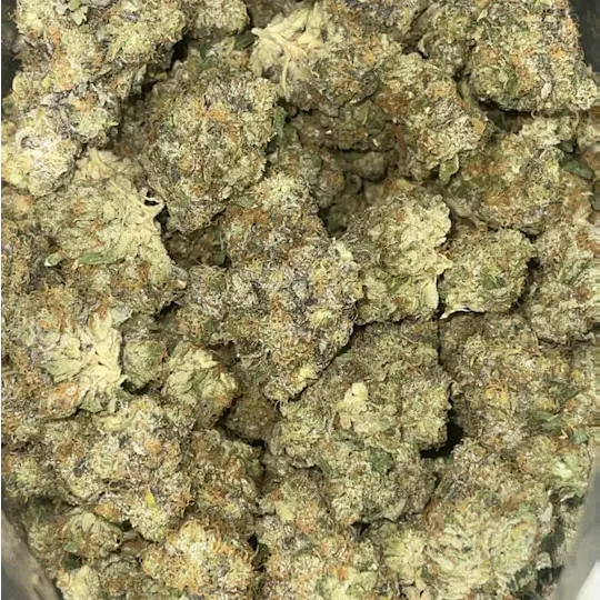 Society C - Society C | Gastro Pop | Big Buds | 14g - 1